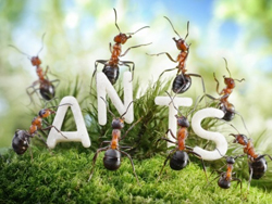 Ants Fun