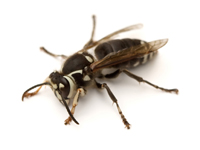 Baldfaced Hornet