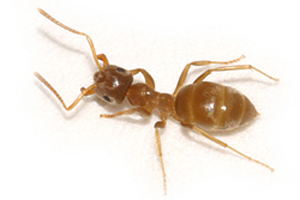 Citronella Ant