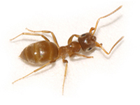 Citronella Ant