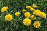 Dandelions