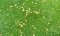 Dollar Spot