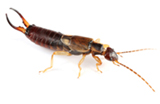 earwig