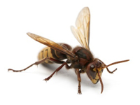 European Hornet