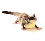 Flying Squirrel