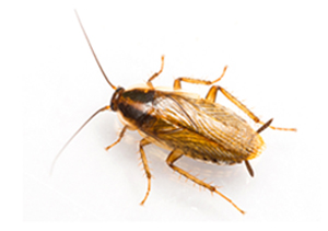 German Cockroach