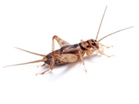 House Cricket