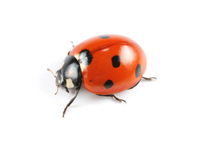 Lady Bug