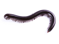 Millipede
