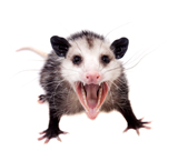 Opossum