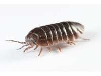 Pill bug