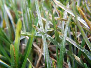 Powdery Mildew
