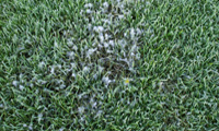 Pythium Blight