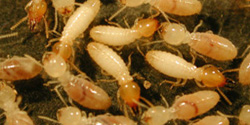 Subterranean Termites