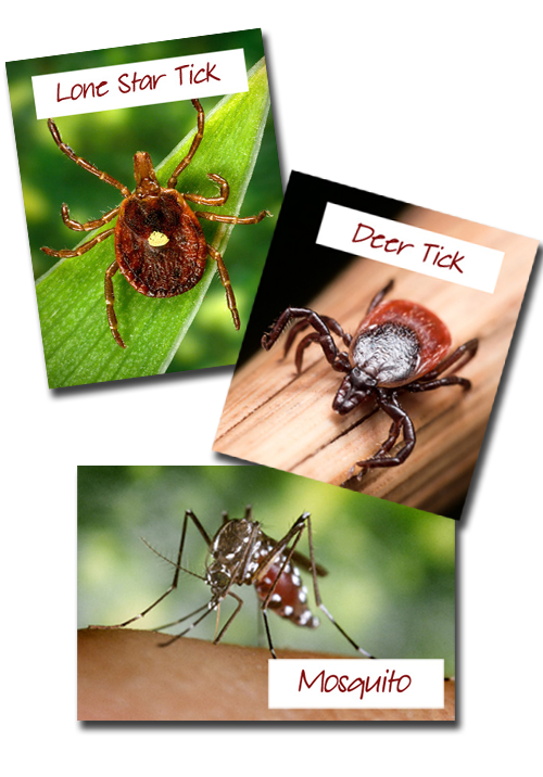 Ticks and Mosquitos