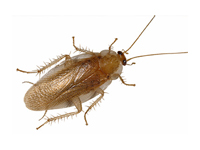 Wood Roach