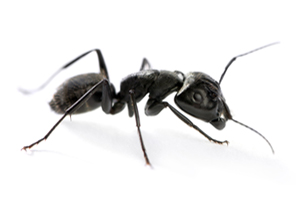 Ants