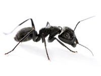 Carpenter Ant