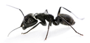 Carpenter Ant