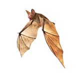 bat