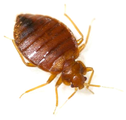 Bed Bug