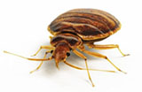 Bed Bugs