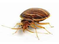Bed Bug