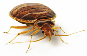 Bed Bug