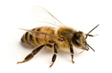 Bees & Wasps