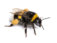 Bumble Bee