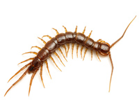Centipede