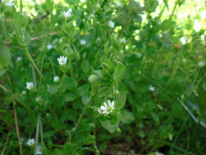 White Clover