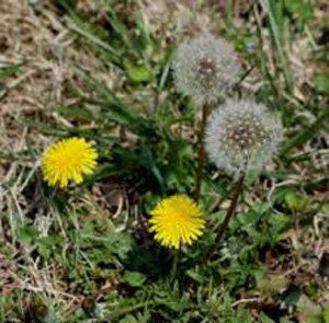 Dandelion