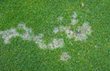 Turf Disease