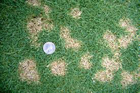 Dollar Spot