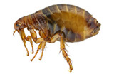 Fleas