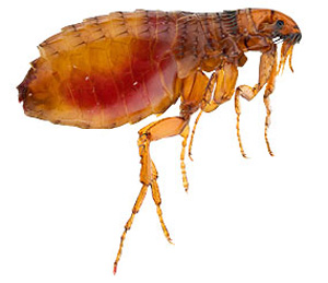 Flea