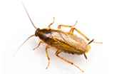 Cockroaches