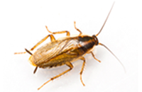 German Cockroach