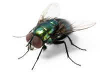 Housefly