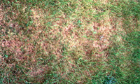 Leaf Spot