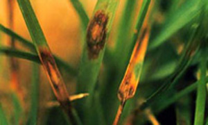 Leaf Spot