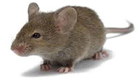 House Mouse