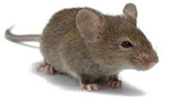 House Mouse