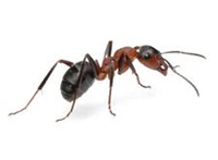 Odorous House Ant