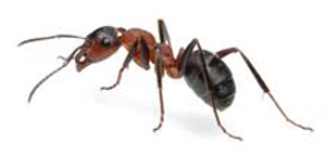 Odorous House Ant
