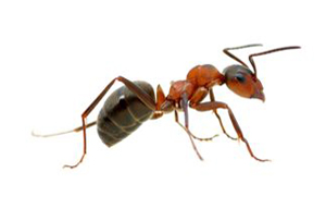 Pavement Ant