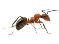 Pavement Ant