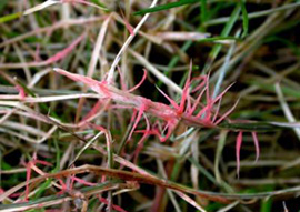 Pink Snow Mold