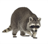Raccoon